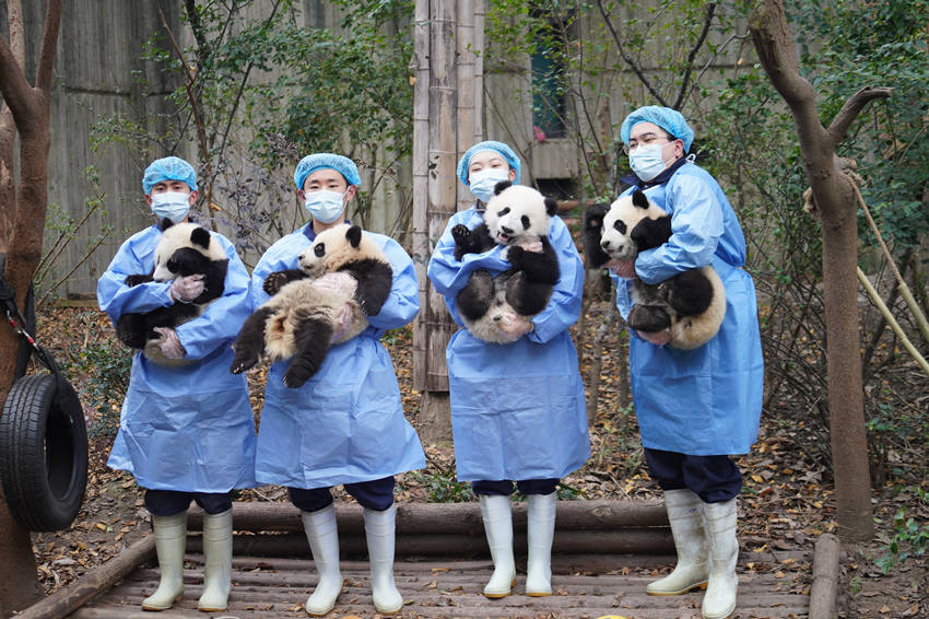 パンダと飼育員が全国国民に新春の祝賀メッセージを送った。（写真提供は成都ジャイアントパンダ繁殖研究基地）