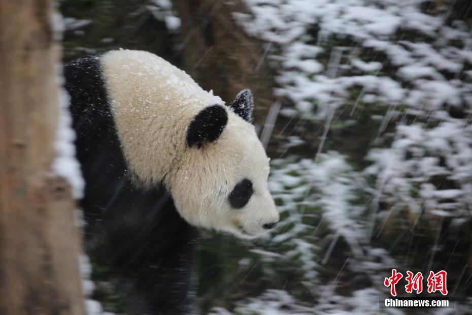 雪の中ではしゃぐリアル版「ビン・ドゥンドゥン」 （資料提供・南京市紅山森林動物園）。