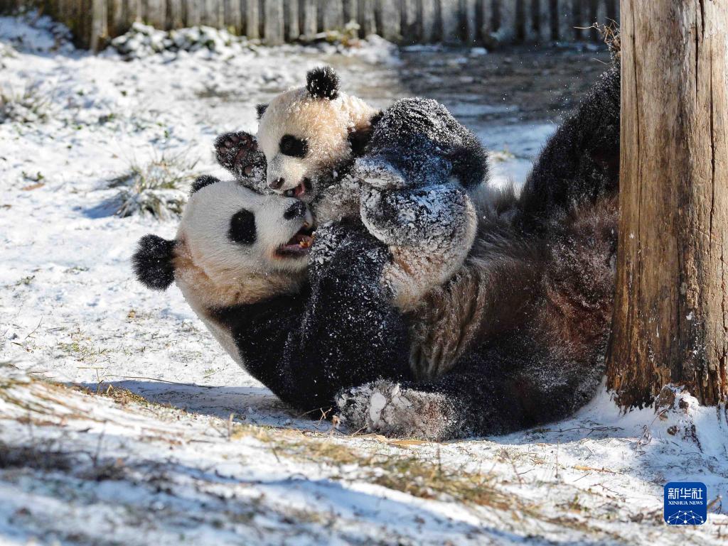 思う存分雪遊びを楽しむパンダたち　四川省