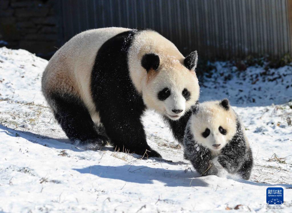 思う存分雪遊びを楽しむパンダたち　四川省