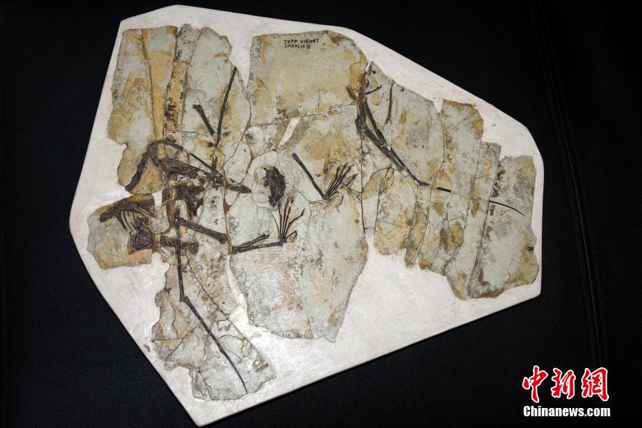 2月16日、北京で撮影された中国鯤鵬翼竜の化石標本（撮影・孫自仏）。 