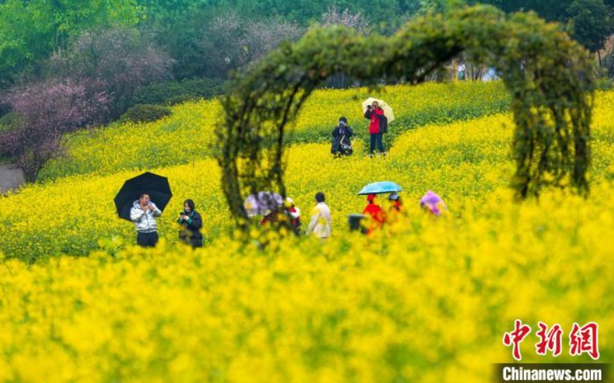雨の中、菜の花を鑑賞する市民（撮影・劉紀湄）。