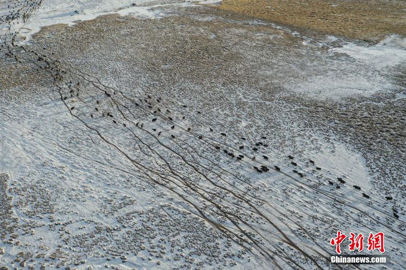 降雪後の当雄阿熱湿地に広がる風景　チベット自治区