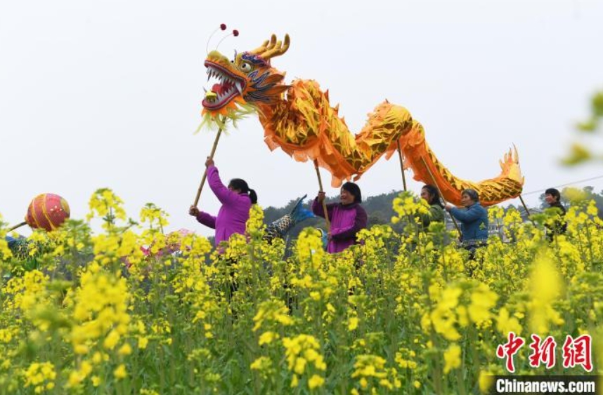 旧暦2月2日は「竜抬頭」、菜の花畑で竜の舞踊り幸福を祈る村民　重慶