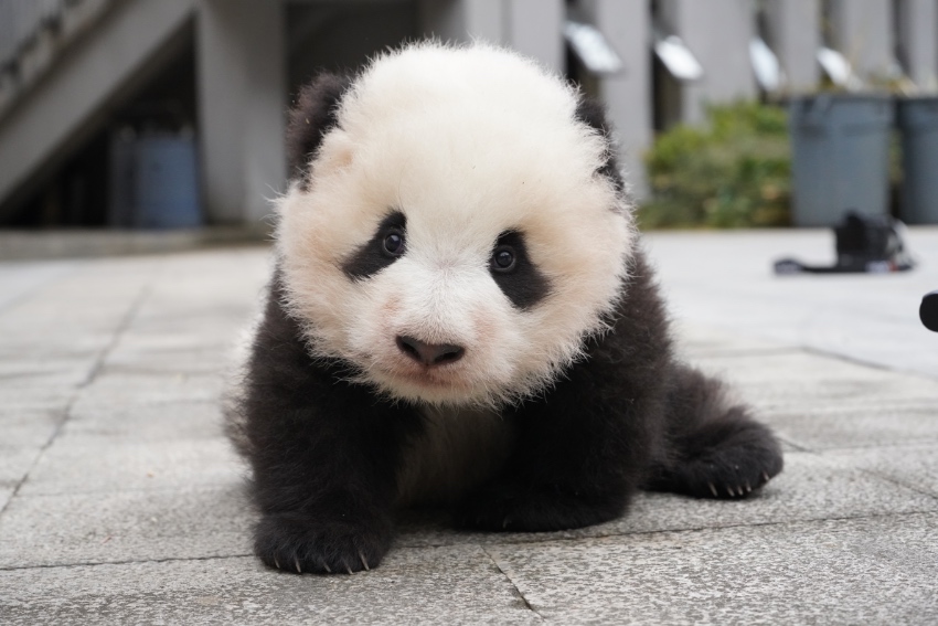 3月3日は「世界野生生物の日」　イメキャラのパンダの名前決定