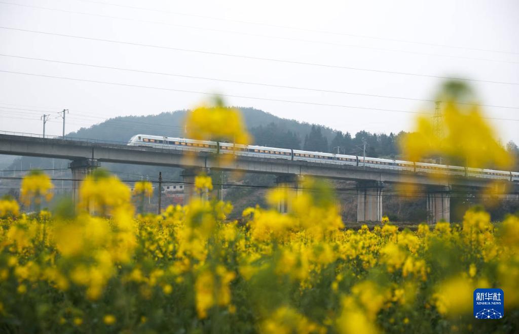 菜の花畑を走り抜ける高速鉄道列車　