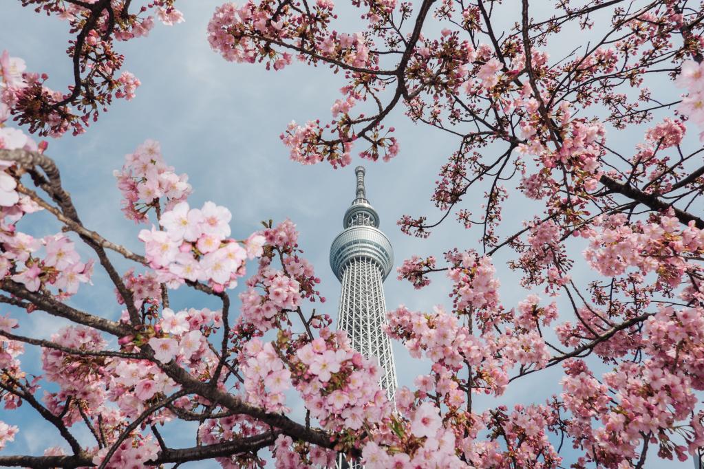 春到来、桜咲く日本の東京