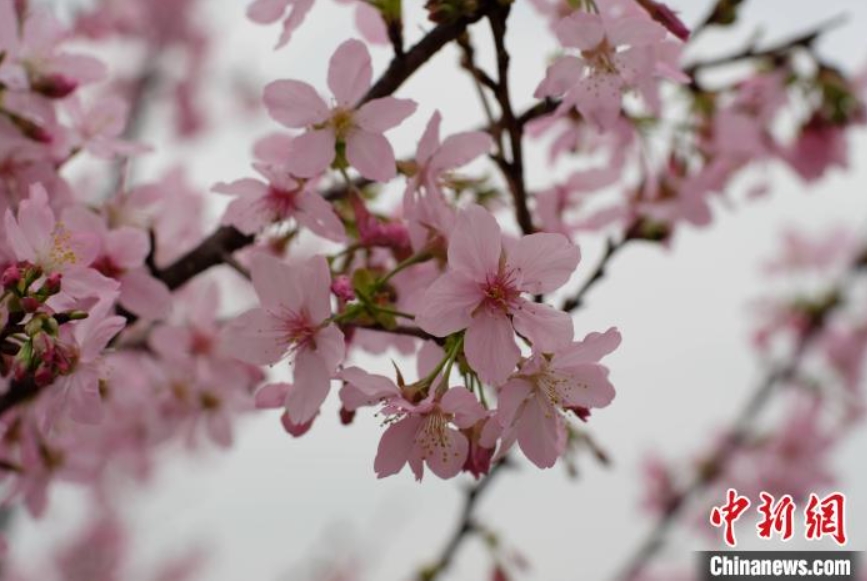 咲き誇る桜の花（撮影・劉俊聡）。