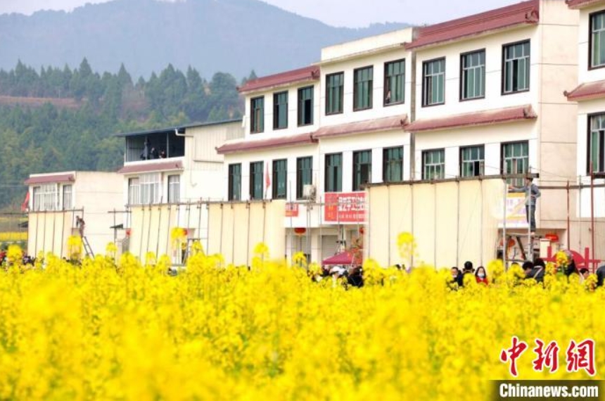 シーズン迎えた菜の花と乾麺干し　四川省中江