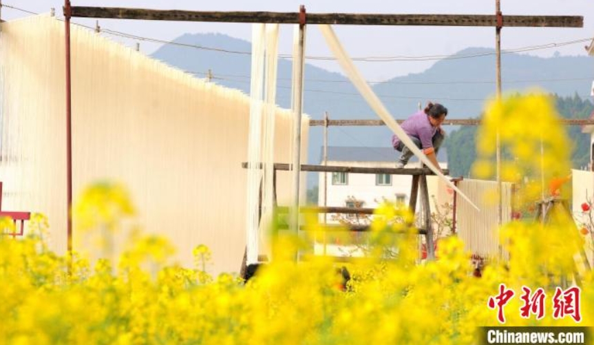 シーズン迎えた菜の花と乾麺干し　四川省中江