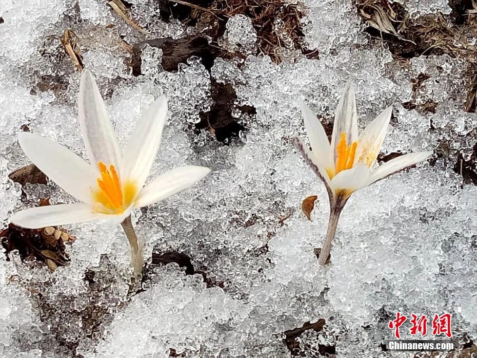 チャプチャル県烏孫山麓のクロッカスが開花　新疆