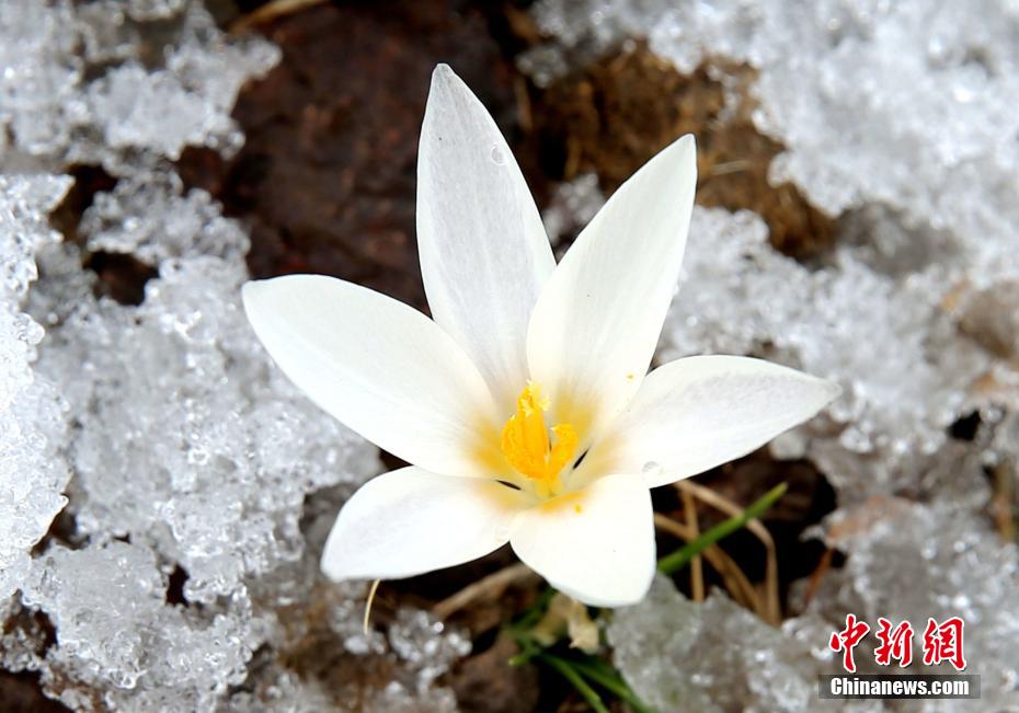 積雪が完全に溶けてはいない中、山の斜面で咲き始めたヤマユリ（撮影・華岩明）。