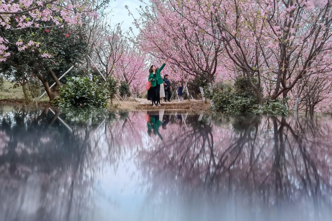 春爛漫、満開の桜　湖南省常寧市