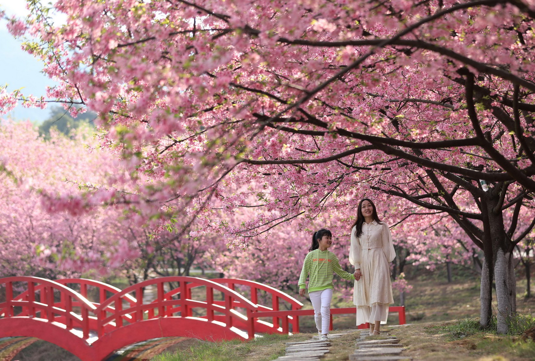 3月12日、湖南省常寧市羅橋鎮桜花園で、花見を楽しむ市民（撮影・趙衆志）