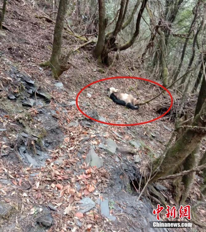 山から水を飲みに下りてきて遊ぶ野生のパンダ　四川省宝興