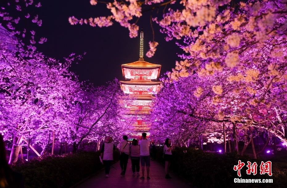 幻想的な湖北省武漢の夜桜鑑賞