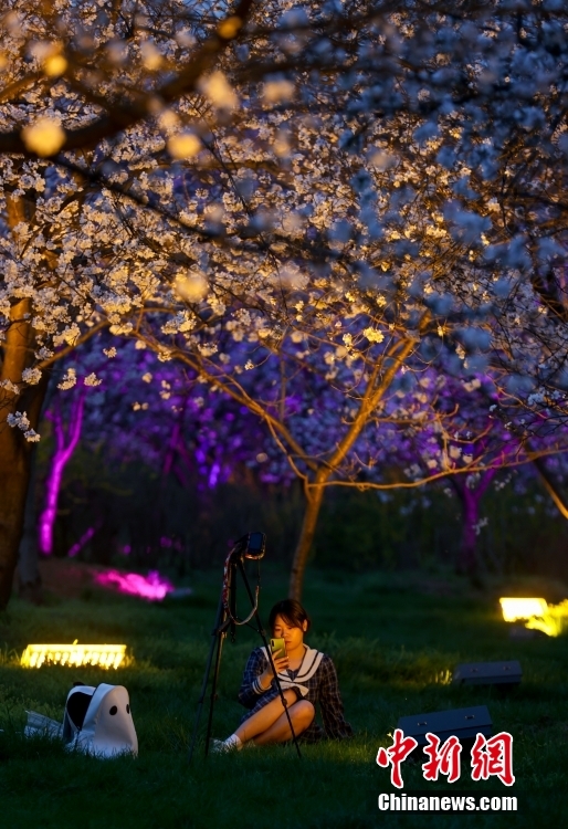 幻想的な湖北省武漢の夜桜鑑賞