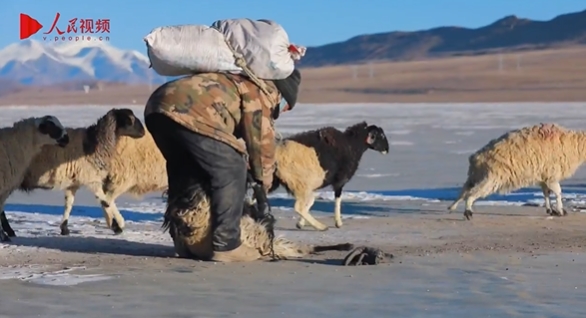 春の到来前にプマユムツォ湖の氷上を移動する羊飼いたち　チベット