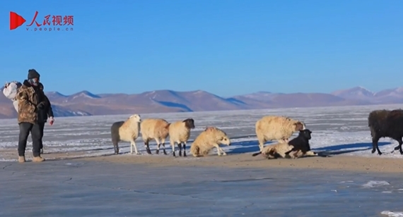 春の到来前にプマユムツォ湖の氷上を移動する羊飼いたち　チベット