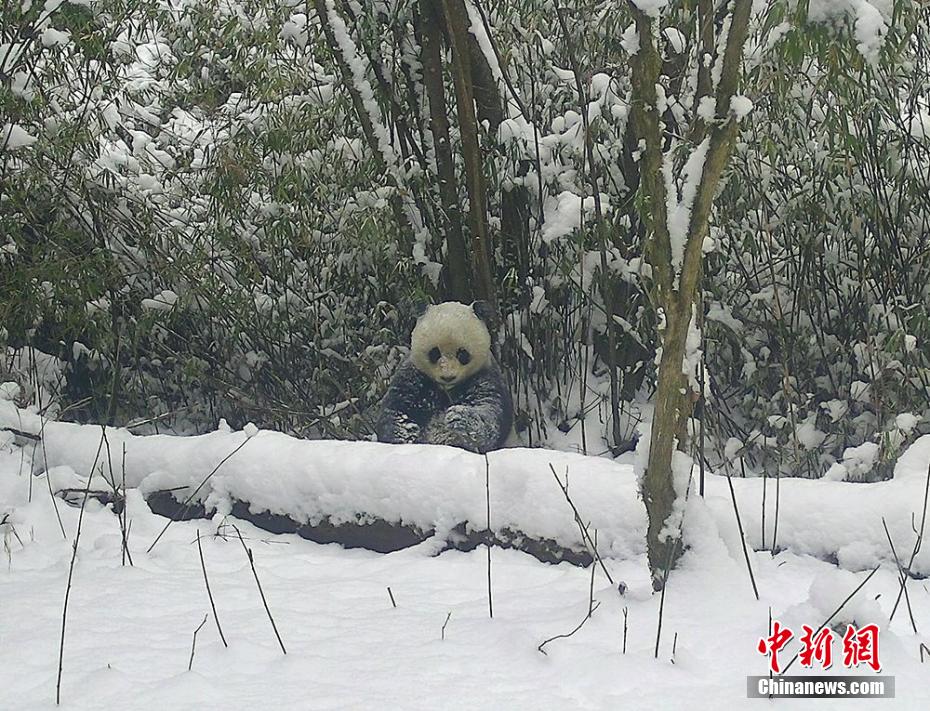 四川省平武県で撮影された野生パンダの雪遊び