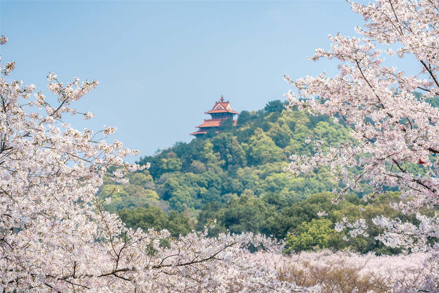 色とりどりの春の花が咲き乱れる湖北省武漢市の東湖（撮影・趙麗）。 