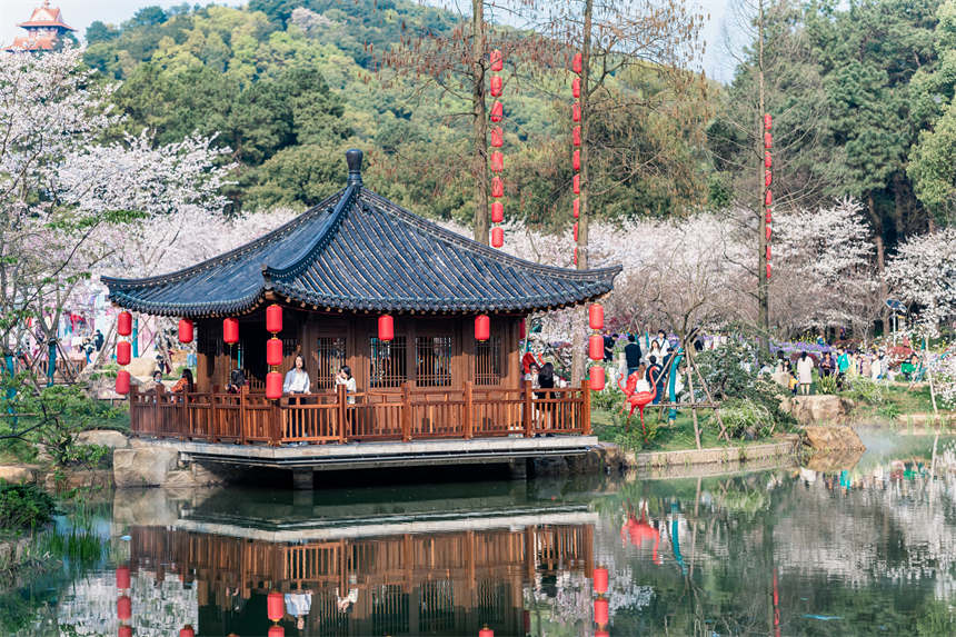 武漢の東湖で桜が開花　湖北省