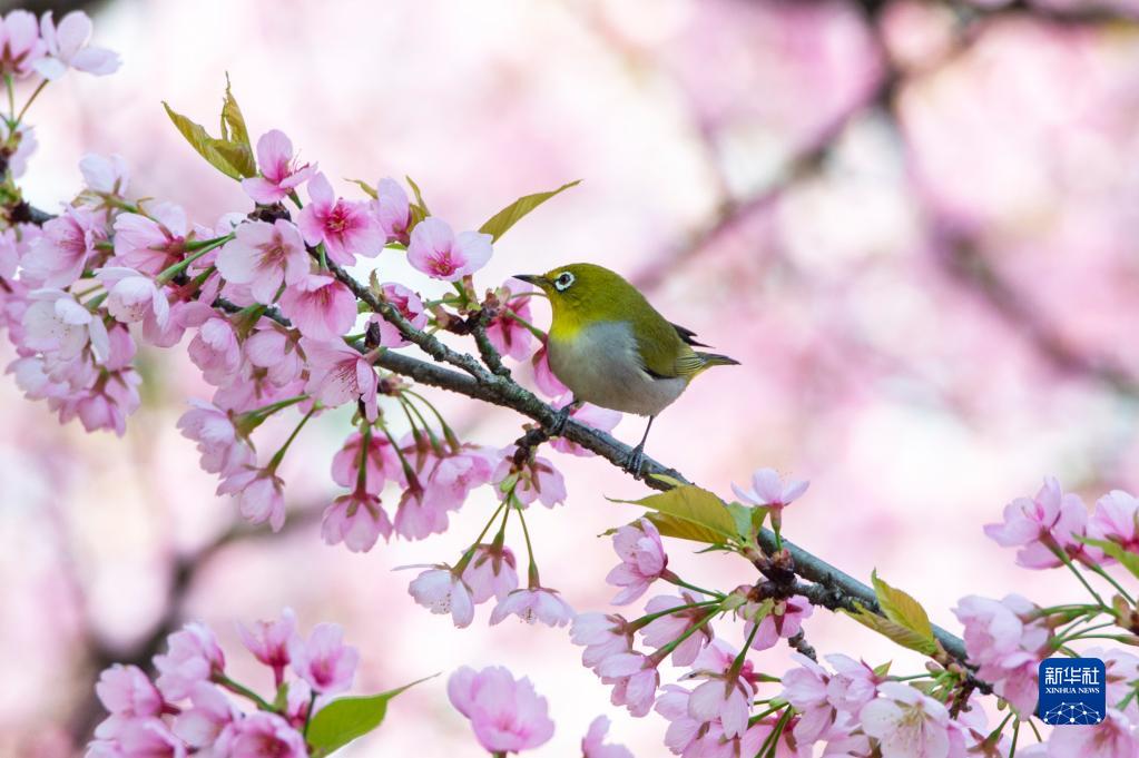 大地が春の装いに　各地で桜が開花