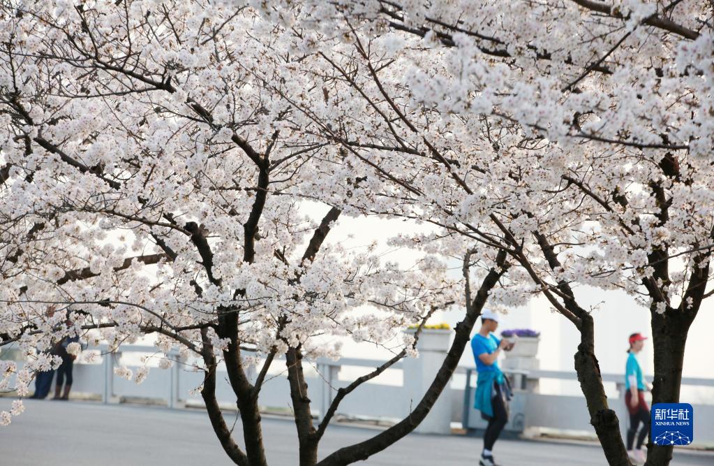 大地が春の装いに　各地で桜が開花