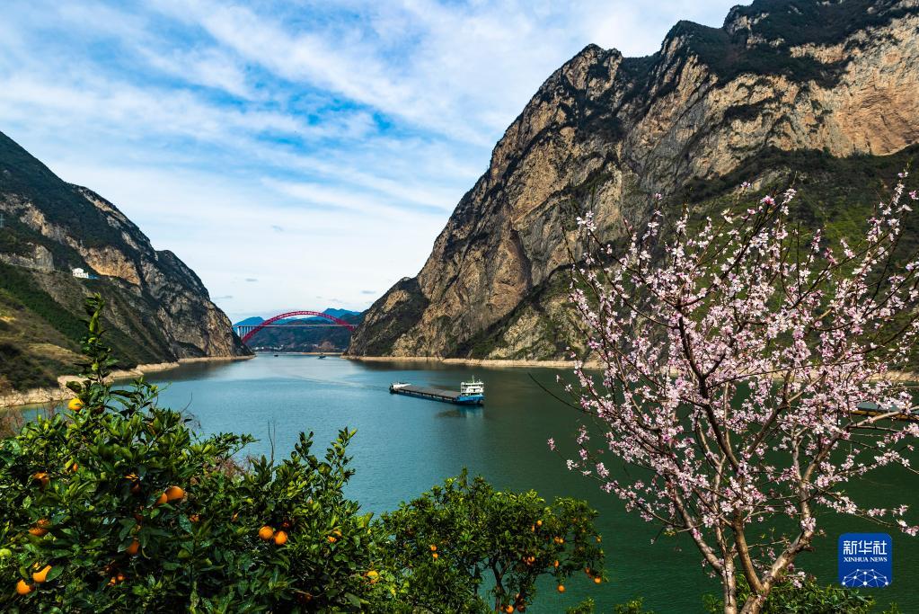 花の香り漂い、ネーブルオレンジ実る三峡の春　湖北省秭帰