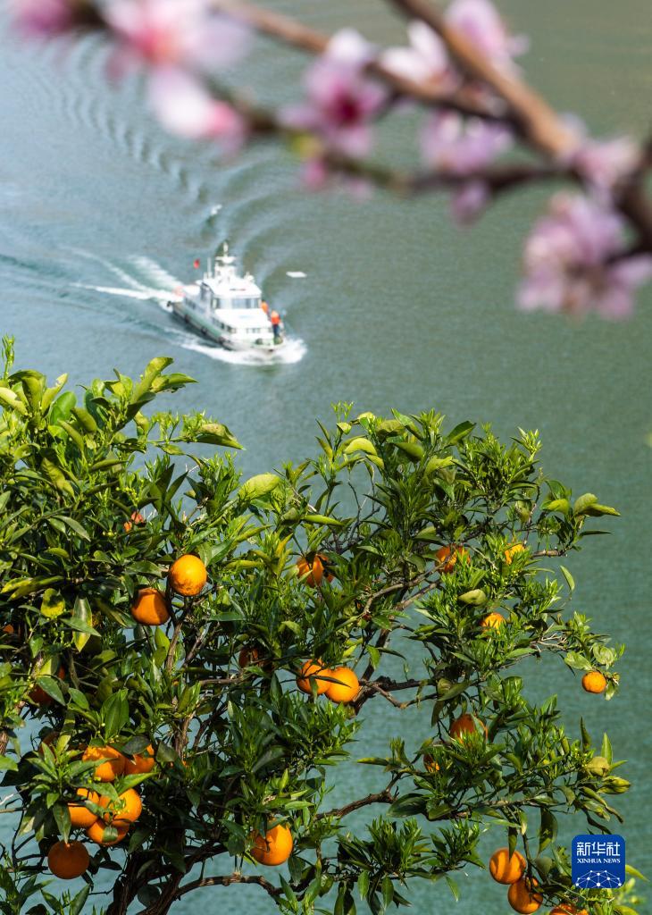 花の香り漂い、ネーブルオレンジ実る三峡の春　湖北省秭帰