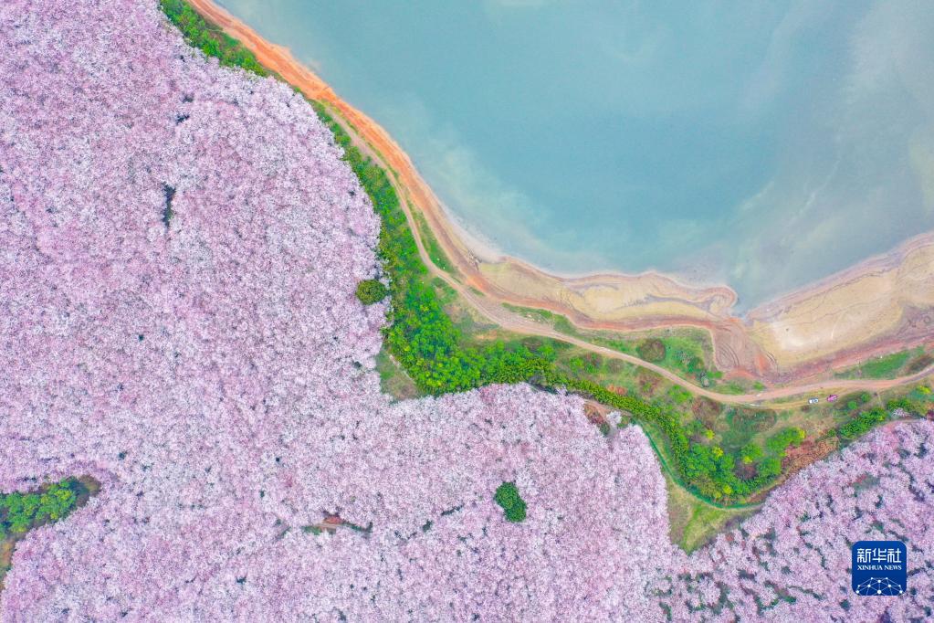 3月17日、貴州省貴安新区桜花園（ドローンによる撮影・欧東衢）。