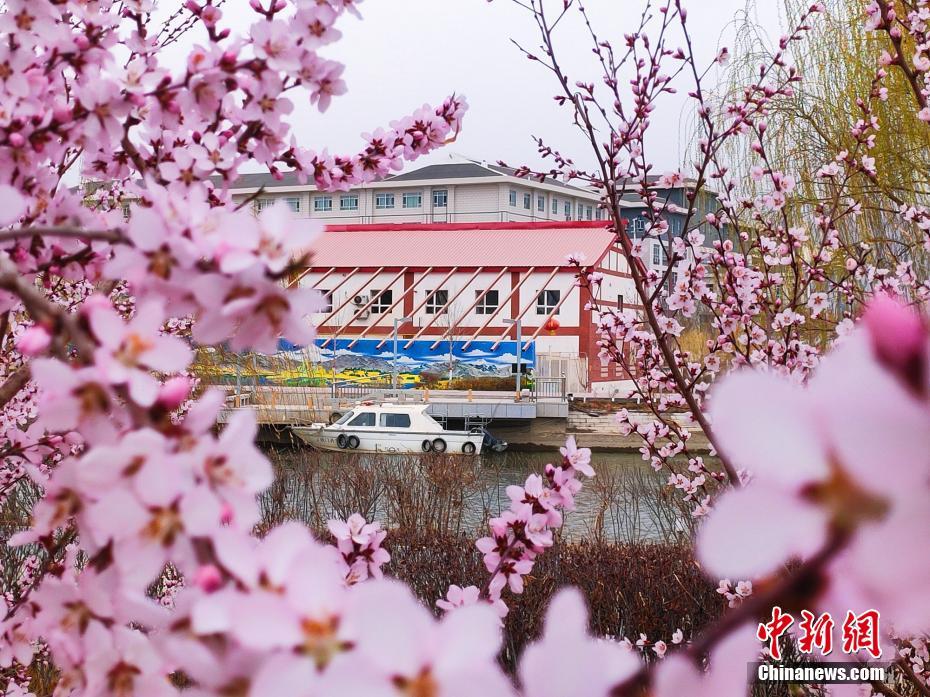 将軍河岸に広がる花咲く麗らかな春　新疆
