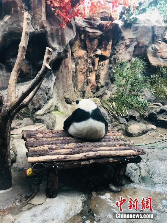 すご過ぎる寝相！北京動物園のジャイアントパンダ