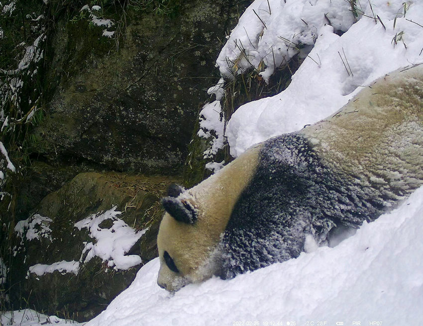 雪遊びをする野生のパンダの撮影に成功　四川省