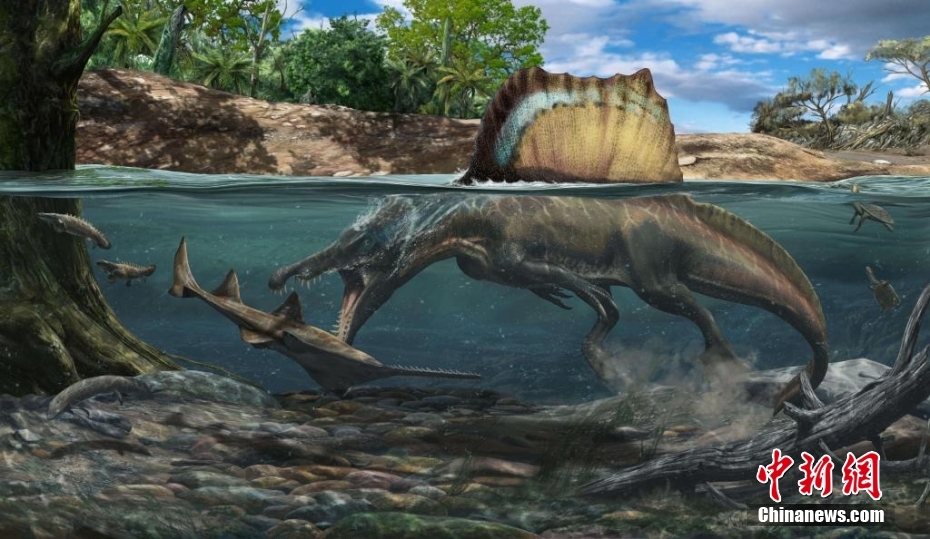 スピノサウルスが水中生活に適応していた根拠見つかる