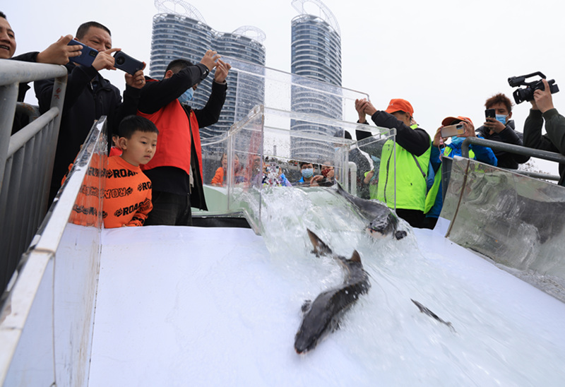 長江に放流された5100匹の中華チョウザメ（撮影・王昌明）。