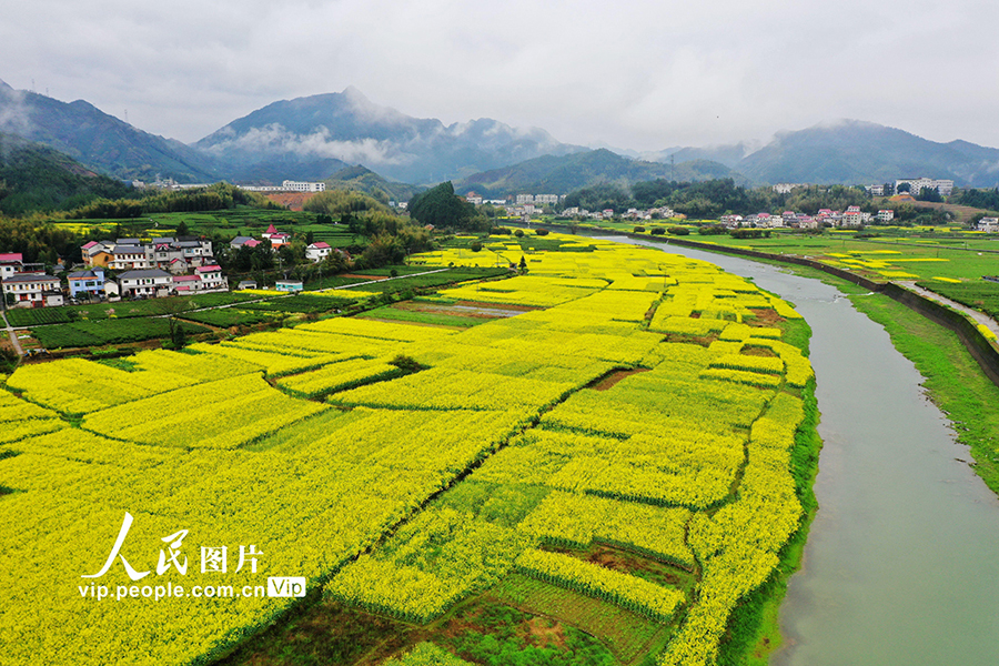 山村に春到来、菜の花が満開に　浙江省杭州