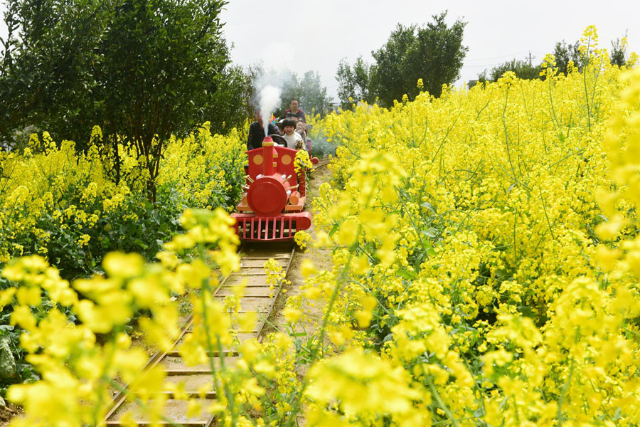 ミニSLに乗って菜の花畑で遊ぶ観光客　湖北省恩施
