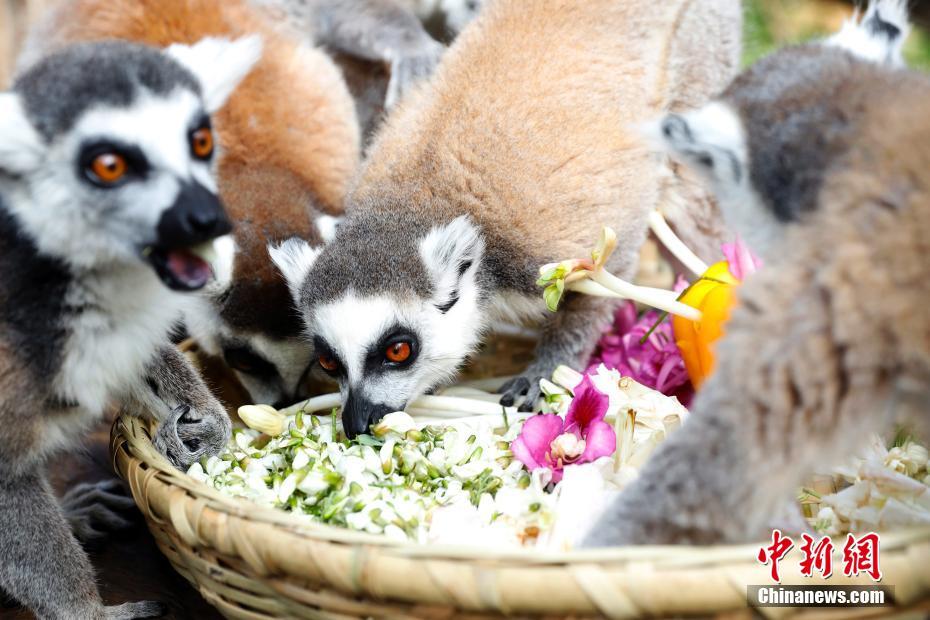 「花の御馳走」で春を味わう動物たち　雲南省