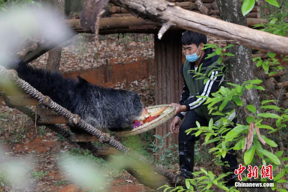 「花の御馳走」で春を味わう動物たち　雲南省