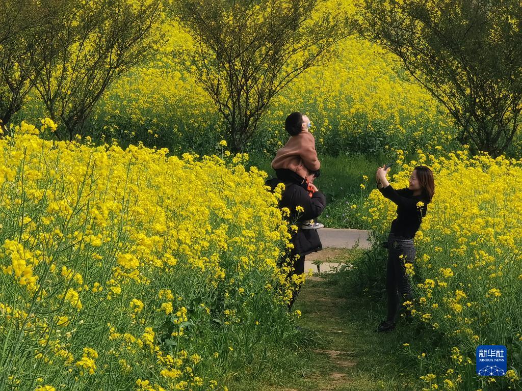 菜の花が満開　芳香に包まれる江蘇省南京の国際慢城