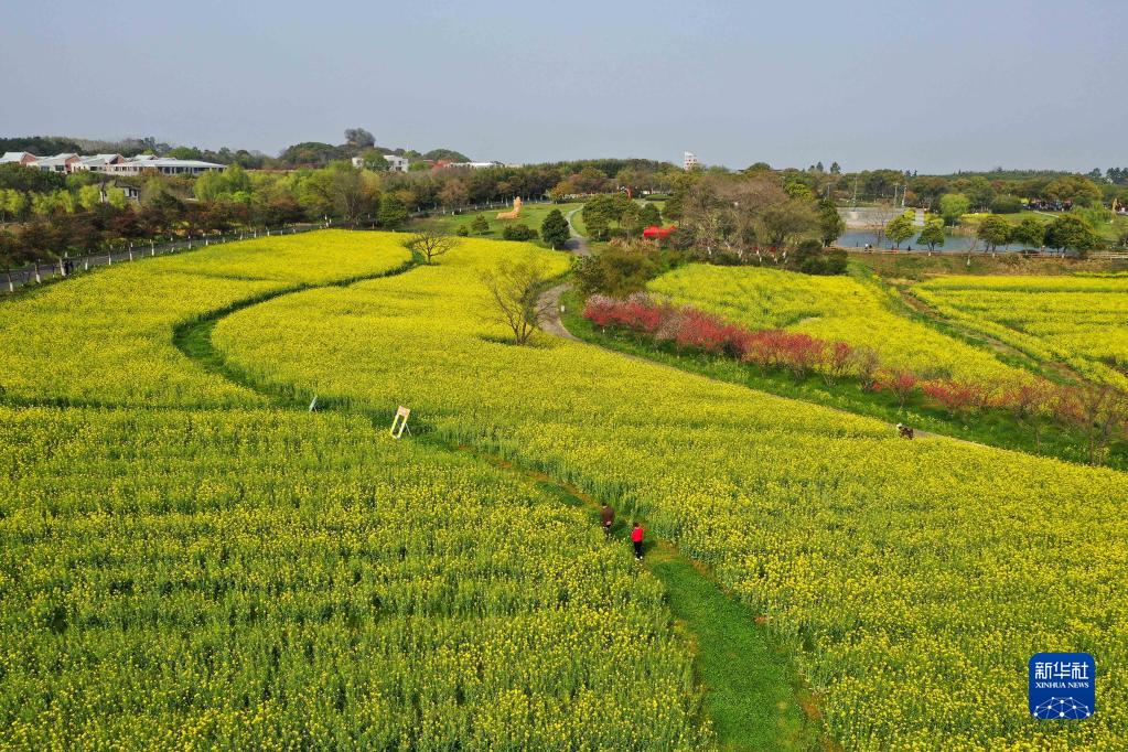 菜の花が満開　芳香に包まれる江蘇省南京の国際慢城