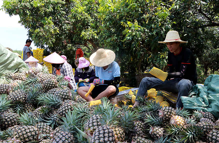 ライブコマースでパイナップルの販路を拡大させた海南省好清村