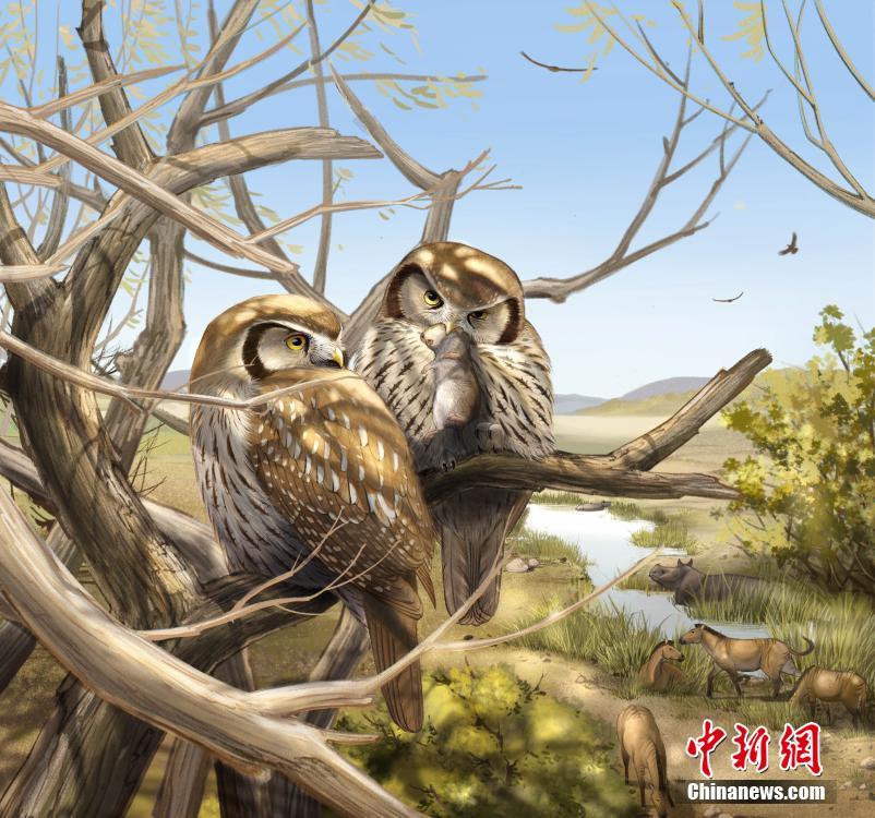 中国で600万年前の昼行性のフクロウの化石が発見