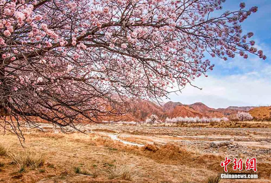 アンズの花が満開となり丹霞地形と「競演」　青海省