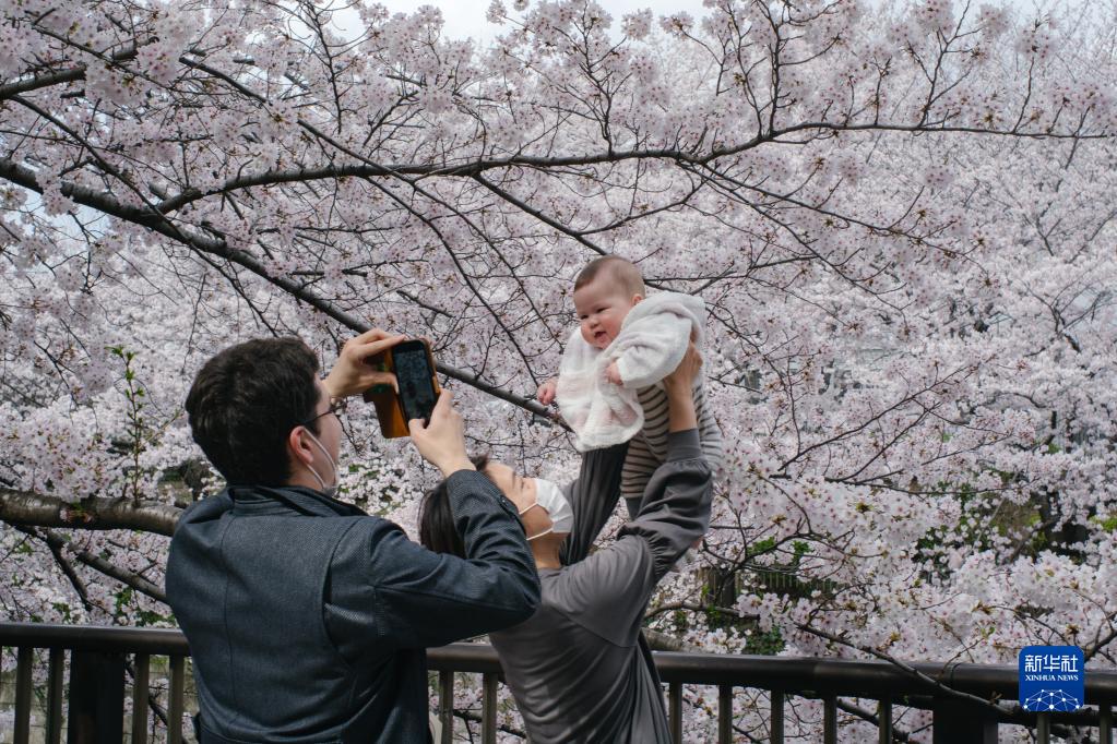 3月30日、目黒川沿いの桜の樹の下で写真を撮影する親子（撮影・張笑宇）。