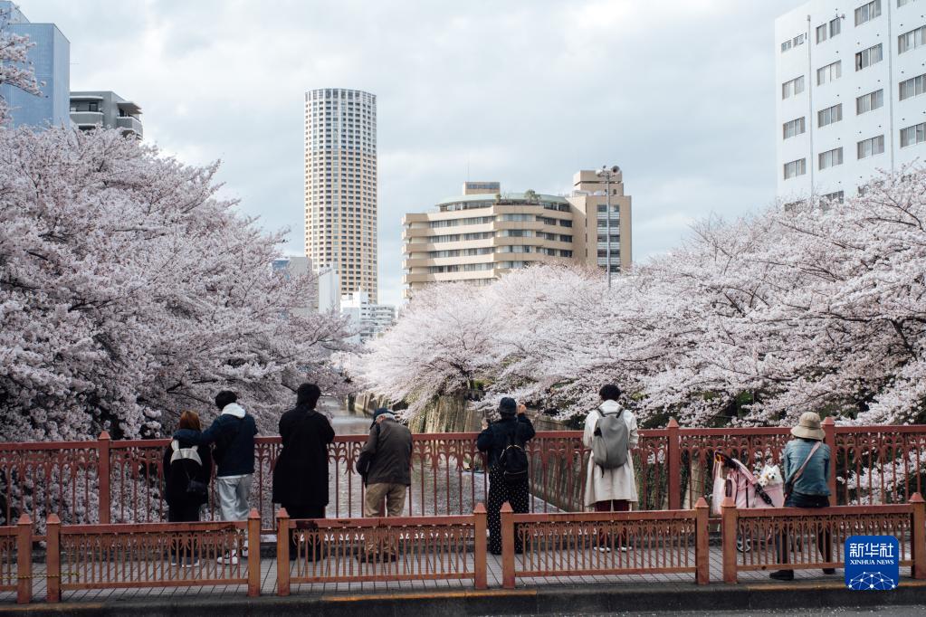 東京で桜が満開に　日本