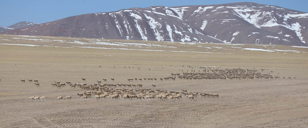 チベット自治区でチルー1万頭が群れを形成