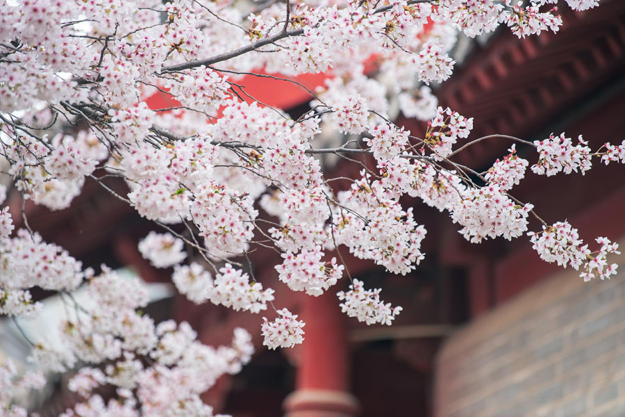 嵩山少林寺の桜が満開に　河南省