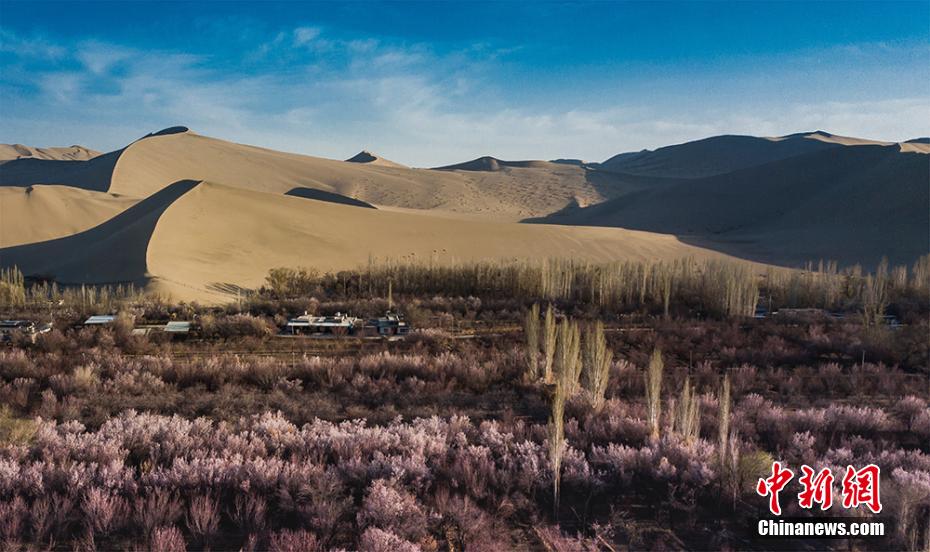 鳴沙山麓に広がる一面のアンズの花が春を演出　甘粛省